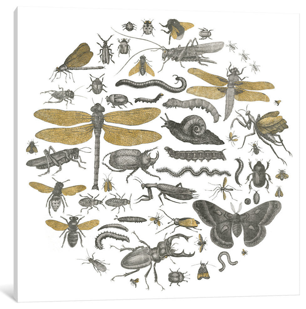 "Insect Circle I" by Wild Apple Portfolio, 26x26x1.5