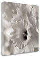 "Florison - 45" By Alan Blaustein, Giclee Print on Gallery Wrap Canvas