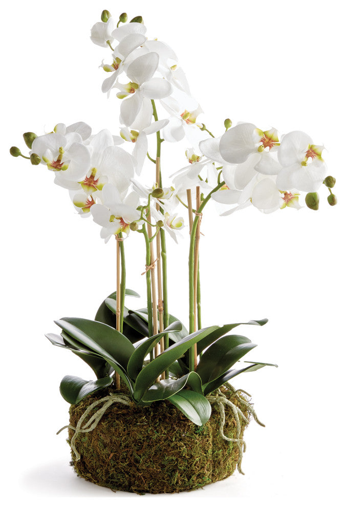 Phalaenopsis Orchid Bowl Drop-In 20", White