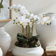 Phalaenopsis Orchid Bowl Drop-In 20", White
