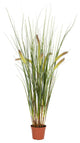 2.5' Grass Plant