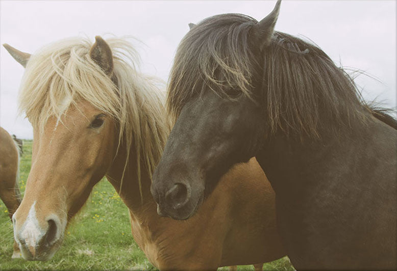 Two Horses Large Photograph, 30"x20", Unframed