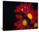 "Red Velvet Chrysanthemum Flowers" Canvas Print, 20"x12"