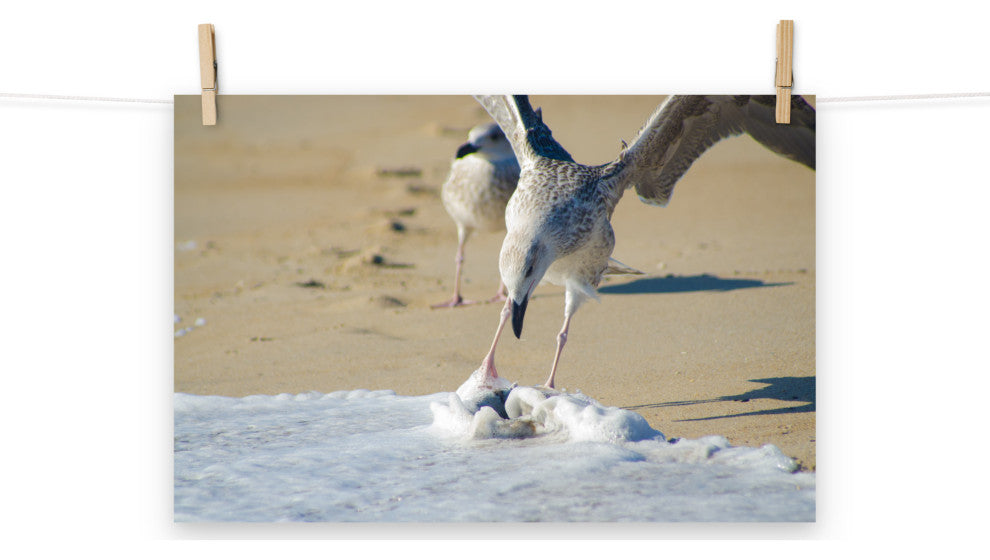 Oh That's Cold (Coastal Birds) Wildlife Photography Unframed Wall Art Print, 12" X 18"