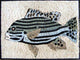 Fish Mosaic, 16x12
