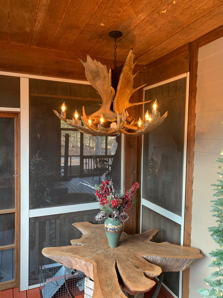 Moose Antler Chandelier Light, Xxl, Parchment Shades