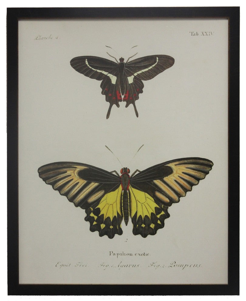 Double Butterfly XXIV, Copper and Black Flat Moulding
