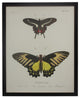 Double Butterfly XXIV, Copper and Black Flat Moulding