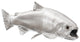 Rainbow Trout Fish, Silver Leaf