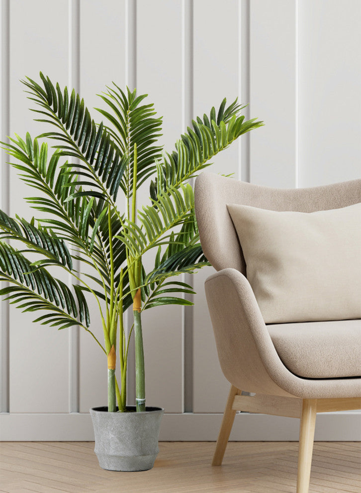 Golden Cane Palm Tree in Black Pot, 3'