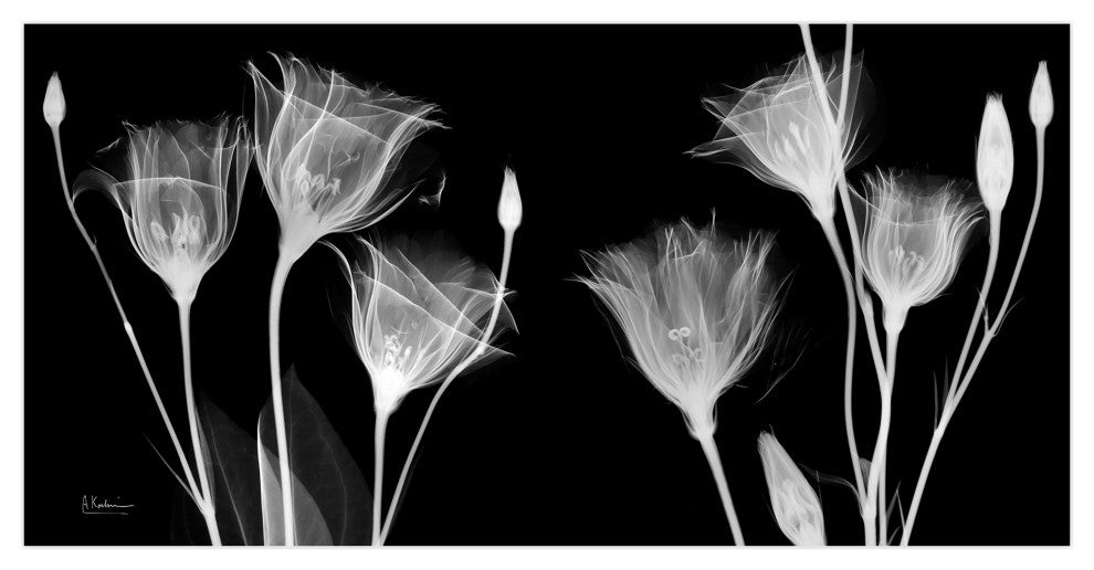 "Gentian Xray" Frameless Free Floating Panel Graphic Wall Art, 24"x48"
