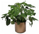 Live 3' Philodendron 'Swiss Cheese' Package, Bronze