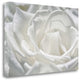 "Coolness" By Dina Marie, Giclee Print on Gallery Wrap Canvas, Ready to Hang