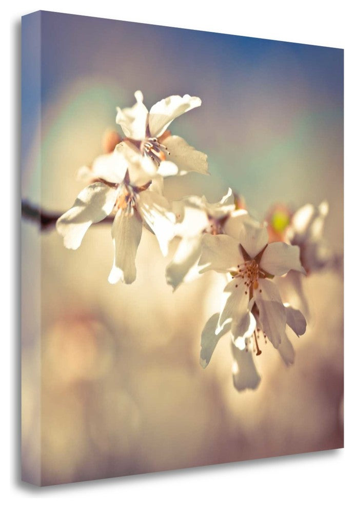 "Soft Bloom I" By Assaf Frank,Ready to Hang Giclee Print on Gallery Wrap Canvas