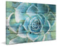 "Succulent Extravaganza" Painting Print on Canvas by Irena Orlov
