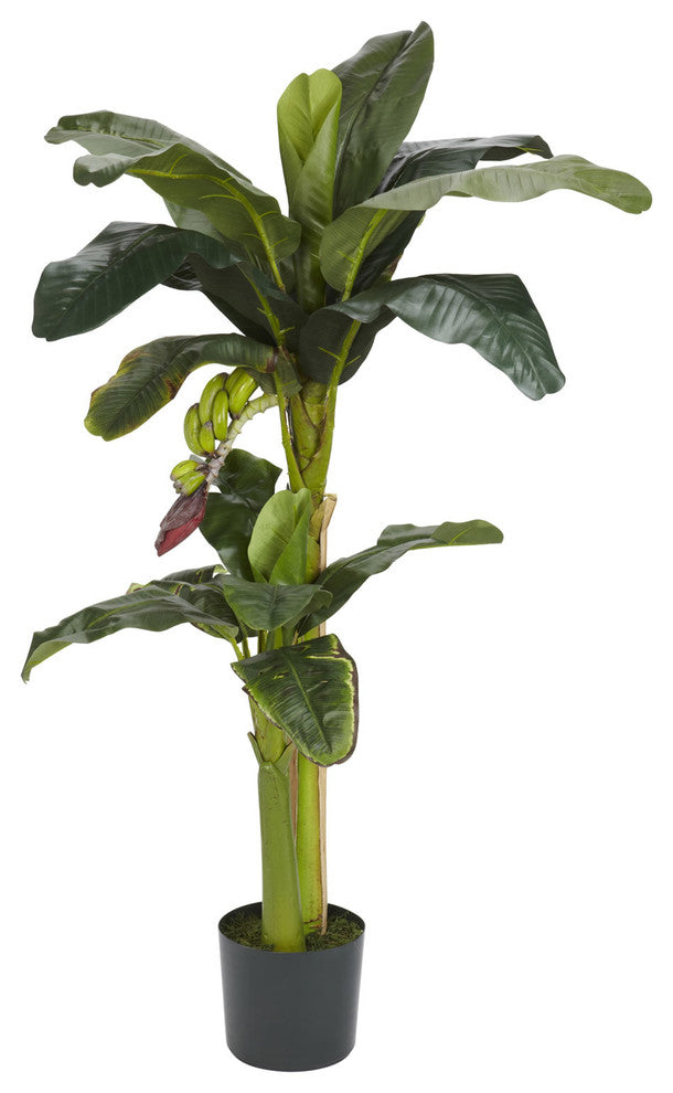 5'+3' Banana Silk Tree, Bananas