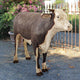 Grand Scale Herford Steer