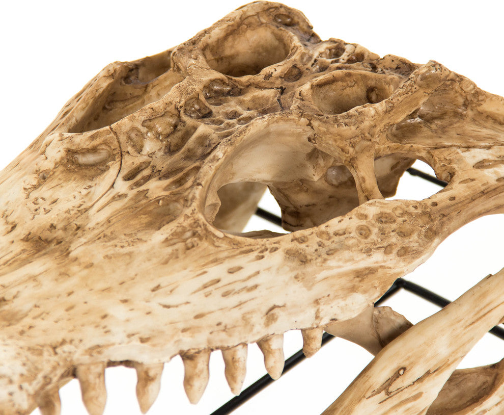 Alligator Skull Statue