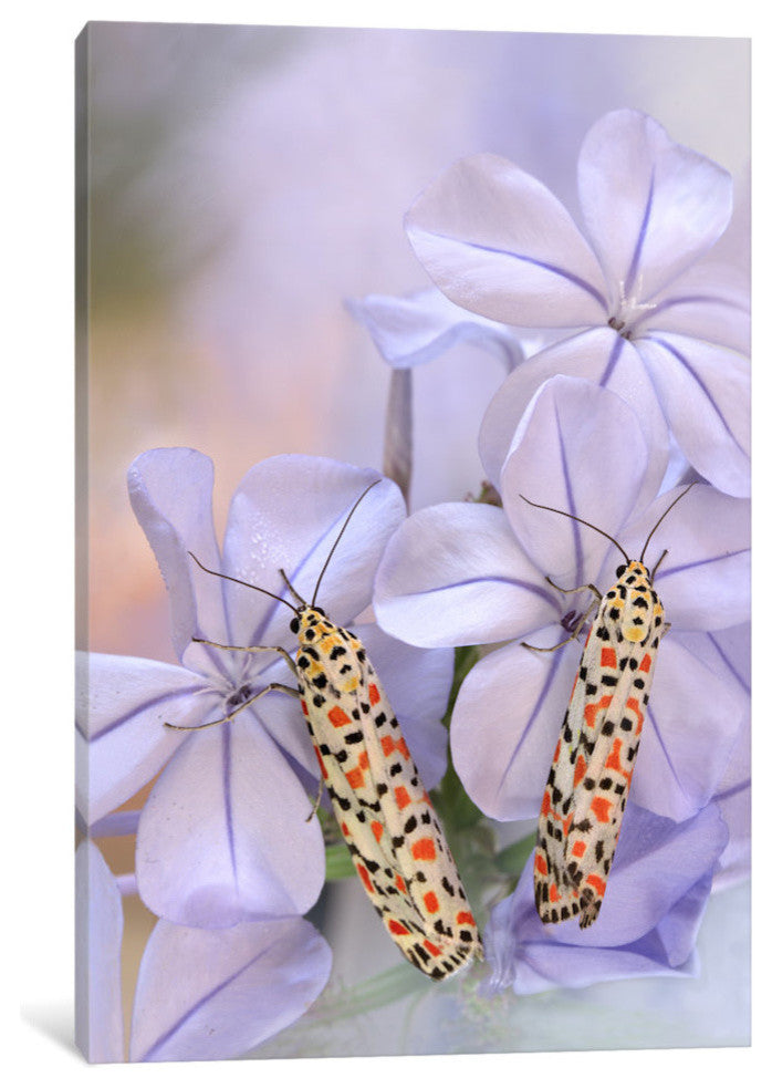 "Pretty Pair" by Jimmy Hoffman, 18x12x1.5