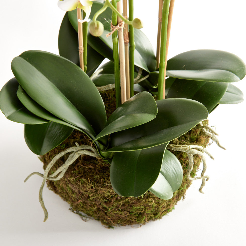 Phalaenopsis Orchid Bowl Drop-In 20", White