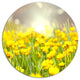 Sunny Meadow With Yellow Flowers, Floral Round Wall Art, 11"
