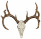Whitetail Deer European Mount