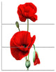 Red Poppies on White Background, Floral Triptych Canvas Print, 28x36, 3 Panels