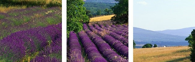 "Lavender Field La Drome Provence France" Canvas Art, 36"x12"x1.25"