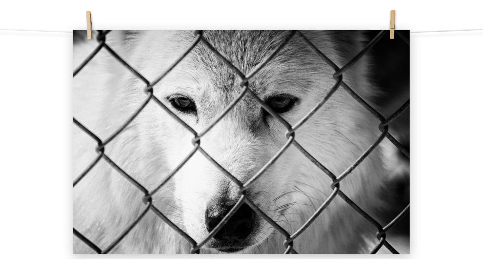 Dreams of Freedom Black & White Wildlife Photo (Wolf) Unframed Wall Art Print, 12" X 18"