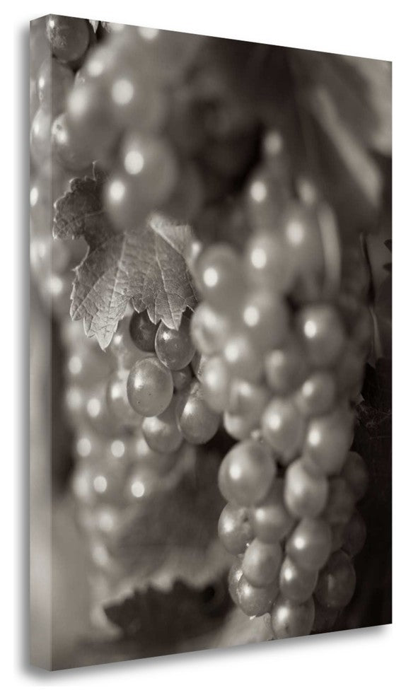 "Grapes - 19" By Alan Blaustein, Giclee Print on Gallery Wrap Canvas
