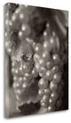 "Grapes - 19" By Alan Blaustein, Giclee Print on Gallery Wrap Canvas