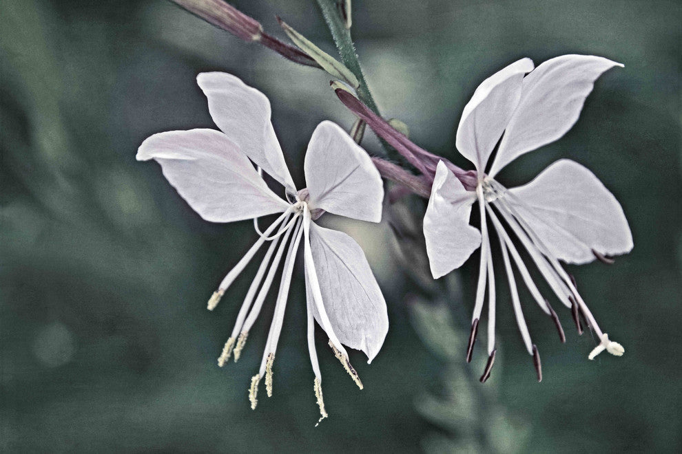 "Wonderful Whites" Painting Print on Canvas by Robertson