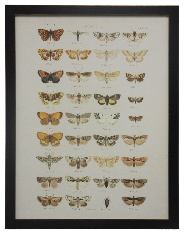 Multi Butterflies Additions Plate 52, Copper and Black Flat Moulding