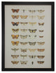 Multi Butterflies Additions Plate 52, Copper and Black Flat Moulding