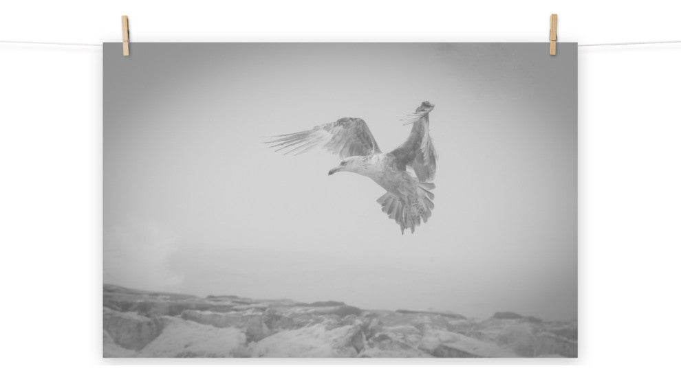 Seagull in the Mist Black & White Wildlife Photography Unframed Wall Art Print, 8" X 10"