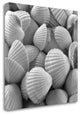 "Shells 3" By Photoinc Studio,Ready to Hang Giclee Print on Gallery Wrap Canvas