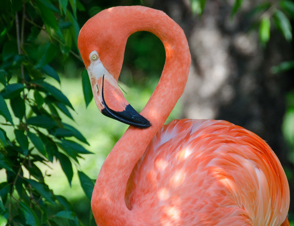 Pinky The Pink Flamingo Coastal Wildlife Photo Unframed Wall Art Print, 8" X 10"