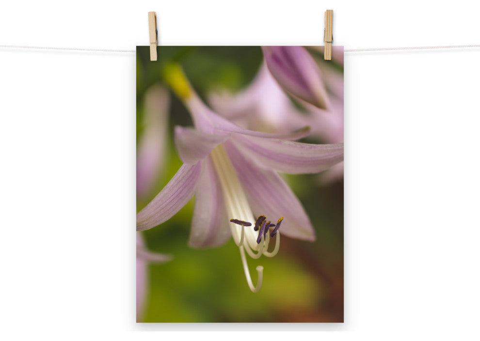 Close-up Hosta Bloom Nature Photography, Floral Unframed Wall Art Print, 12" X 16"