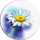 White Gerbera Daisy In Blue, Flower Disc Metal Wall Art, 23"
