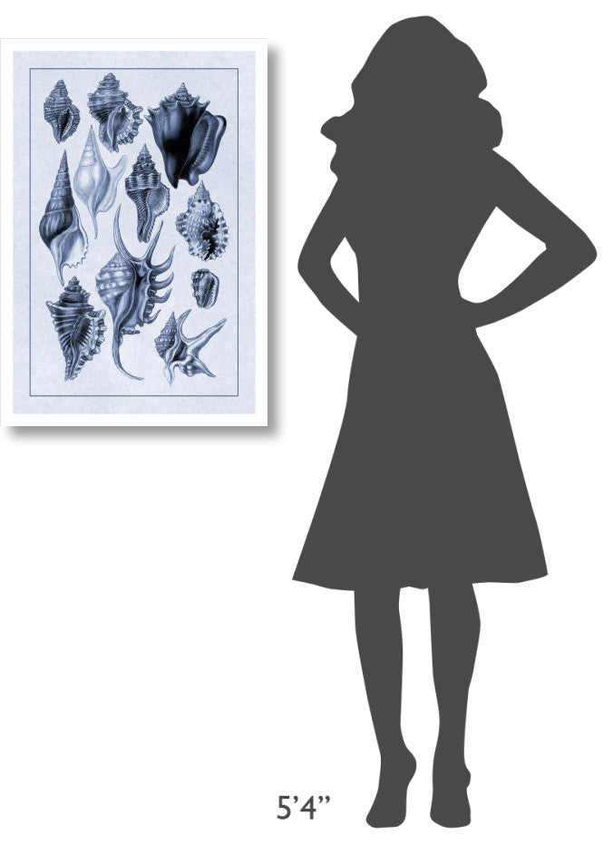 "Shells: Trachelipoda #5 (Blue)" Digital Paper Print by G.B. Sowerby, 22"x32"