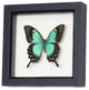 Sea Green Framed Swallowtail Butterfly Display