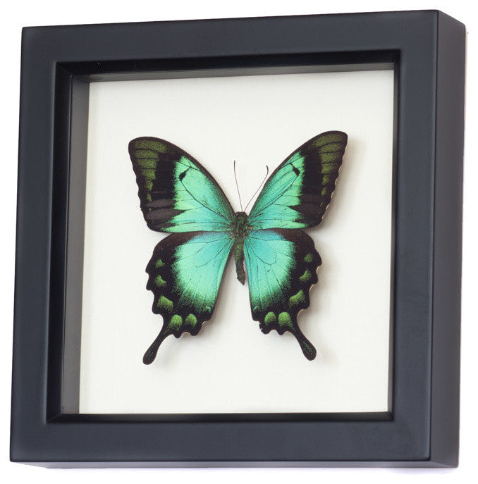 Sea Green Framed Swallowtail Butterfly Display