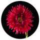 Chrysanthemum Flower On Black, Flowers Disc Metal Wall Art, 11"