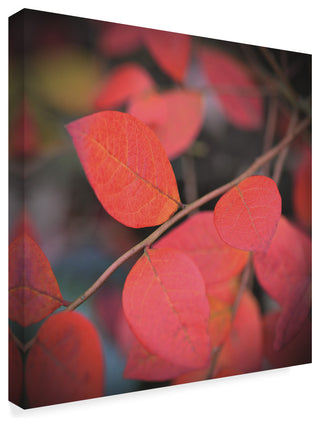 "The Flaming" by Christine Sainte-Laudy, Canvas Art