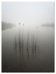 Reeds in the Mist' Canvas Wall Decor
