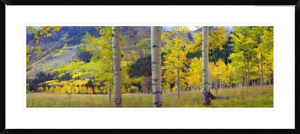 "Quaking Aspen grove in autumn, Colorado"  by Tim Fitzharris, 44x20"