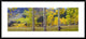 "Quaking Aspen grove in autumn, Colorado"  by Tim Fitzharris, 44x20"