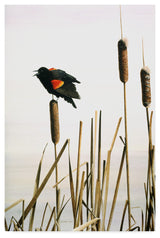 Ron Parker 'Early Arrival Red Winged Blackbird' Canvas Art, 19"x12"