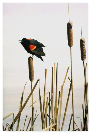 Ron Parker 'Early Arrival Red Winged Blackbird' Canvas Art, 19"x12"