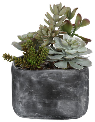 Uttermost Alverio Desert Garden Succulents